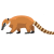 Coati